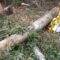 Orosei. Tragico incidente mortale in campagna. Un pensionato travolto da un albero 22 02 24