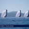Alghero.E’ in pieno svolgimento la  Swan Sardinia Challenge di vela 27 06 24