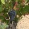 Cagliari. Al via  l’edizione 2024 di “Cantine aperte in vendemmia” 17 09 24