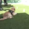 “Mi fido di te”, un corso per operatori cinofili nel carcere di Uta