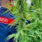 Cannabis