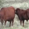Allarme Dermatite bovina, vertice in Assessorato con gli esperti dell’UE