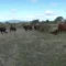 Dermatite bovina, il Consiglio di Stato ferma gli abbattimenti nel sassarese