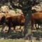 Dermatite bovina, opposizione all’attacco in Consiglio, mobilitazione nei territori