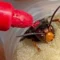 Sassari, emergenza vespa velutina: entomologi al lavoro