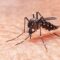 Oristano, torna l’incubo della West Nile, primo contagio del 2026
