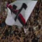 Serie A, il Cagliari pronto per la sfida all’Inter: Pisacane cerca l’impresa