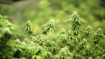 marijuana
