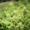 marijuana