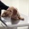 Cagliari, a dicembre una giornata di microchippatura gratuita per i cani