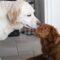 dogs-4732780_1280