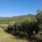 Olive, per l’oro verde annata eccellente in tutta l’isola