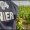 Maxi piantagione di marijuana scoperta a Monastir: sei arresti