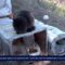Cagliari, gara di solidarietà per i gatti del Poetto sopravvissuti alle mareggiate