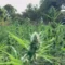 Sequestro record di marijuana nel Nuorese: 50mila piante, valore oltre 30 milioni di euro 