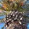 Alghero, nuove palme per il lungomare: investimento da 350 mila euro