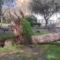 La Sardegna sferzata dal maestrale nel sassarese alberi caduti e persone ferite