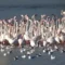 Cagliari, il rito rosa si rinnova nel parco di Molentargius inizia la nidificazione dei fenicotteri