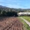 Nuoro, gli studenti dell’Agrario Brau, con Laore e Forestas, impiantano un mandorleto sperimentale a Marreri