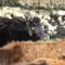 Dermatite bovina, dopo lo sblocco nuovo caso a Escalaplano