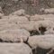 La transumanza racconta di una pastorizia fatta di valori un patrimonio che la Coldiretti vuole preservare