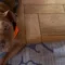 Addio a Palla, dieci anni dopo i maltrattamenti muore il cane diventato un simbolo