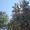 Nuoro, Verde urbano: tra adozioni dei cittadini, cura degli alberi e sfida climatica