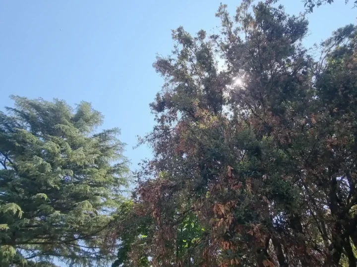 1 (28)