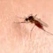 West Nile in Sardegna, salgono a 14 i contagi nell’Oristanese, sei i ricoveri