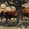 Dermatite bovina, l’ordinanza del TAR blocca gli abbattimenti a Escalaplano