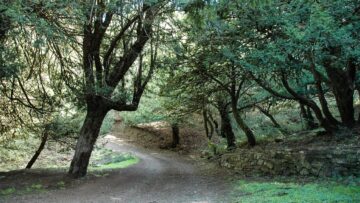 2026-08-21-foresta-burgos