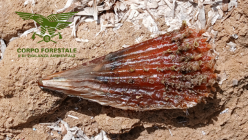 Pinna nobilis
