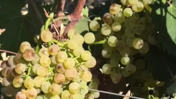 uva