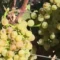 Caldo record, vendemmia a rischio anticipo: “Maturazione troppo veloce delle uve”
