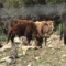 Tavolo verde, associazioni agricole in pressing su Dermatite dei bovini e bando giovani