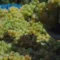 Vendemmia 2026 nell’Oristanese: la qualità sfida il cambiamento climatico