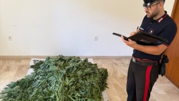 cannabis-bultei6