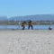 Non rispettano i divieti del Parco di Molentargius e sprofondano nelle saline, nei guai due turiste