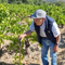 Mamoiada e la vendemmia senza età, la storia dell’ultranovantenne tra i filari