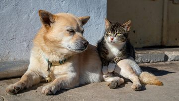 cane-gatto33