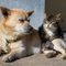 cane-gatto33