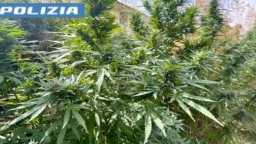 piantagione-polizia12