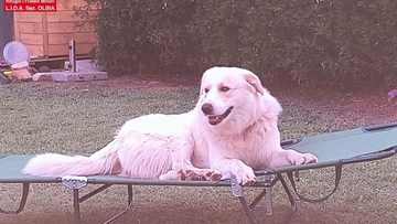 zeus